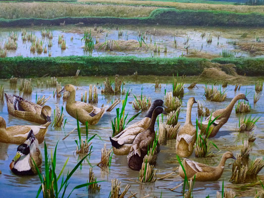 Bild: Enten im Reisfeld