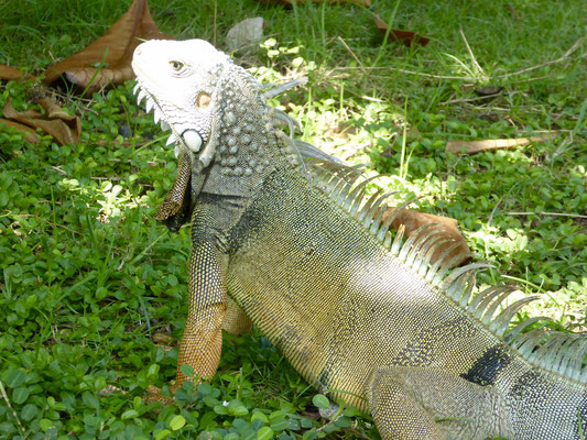 Bild: Leguan im Park von Cartagena