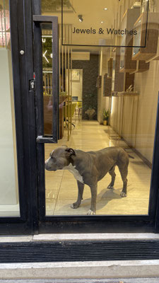 Hund bewacht Laden