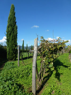 Bild: Weinreben 