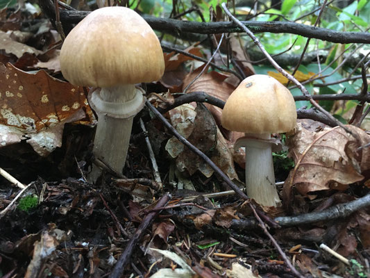 天然のキノコ ふくろう山荘 天然のキノコ ふくろう山荘