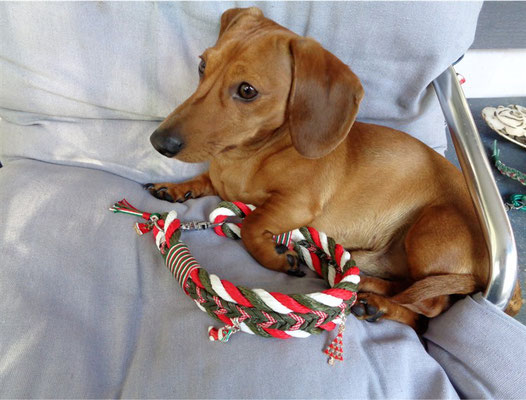 Zwergdackel mit Weihnachtshalsband
