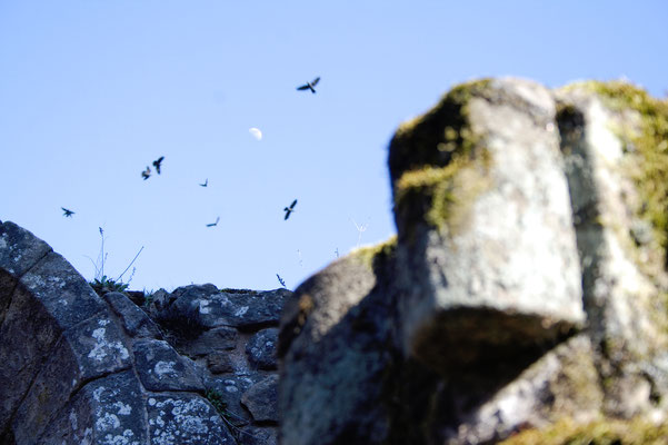 Die Ruinen der Fountains Abbey - Ruine, Mond und Raben - Zebraspider DIY Anti-Fashion Blog