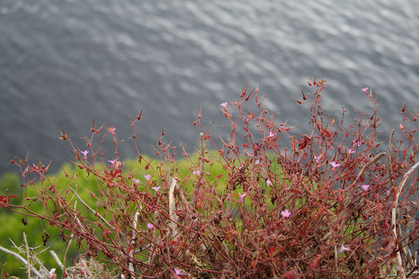 Urlaub in Schottland Teil 1 - Loch Ness - Zebraspider DIY Anti-Fashion Blog