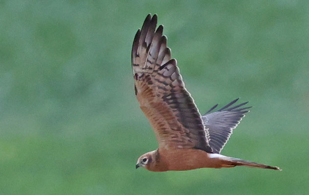 Bilder:  Bild 1: Die seltene Wiesenweihe ist ein Langstreckenzieher und überwintert südlich der Sahara. Am 22.8.25 konnten sich die Ornithologen am Hemminger Regenpfeiferacker über 5 gleichzeitig rastende Individuen freuen. Foto: Thomas Gölzer