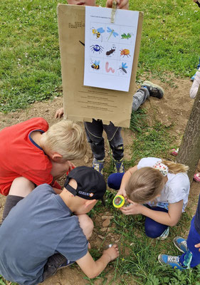 Bild: Auf der Suche nach Insekten; Foto: Jeannine Schwarzkopf