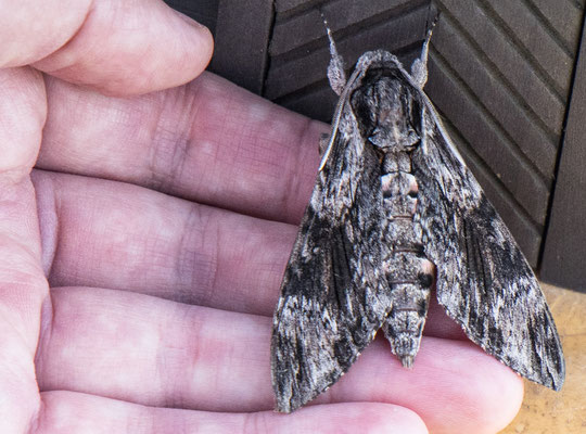 Bild 2: Nicht nur Vögel ziehen: der Windenschwärmer ist ein riesiger und rasender Wanderfalter und eilte aus Afrika mit unglaublichem Tempo zum Regenpfeiferacker bei Hemmingen auf die Hand von Jochen Völlm. 22.8.25 Foto: Thomas Gölzer