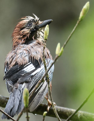 Bild: Eichelhäher nach Regenschauer; Foto: Dr. Thomas Gölzer