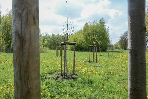 Streuobstwiese an der Brummerei