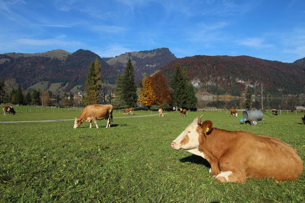 Festival Area @ STOABEATZ Festival Walchsee Tirol