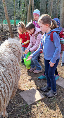 Die Kinder durften die Schafe füttern