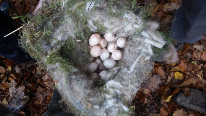  23 Eier wurden nicht fertig gebrütet. Evtl. ist der Vogelmutter etwas zugestoßen.