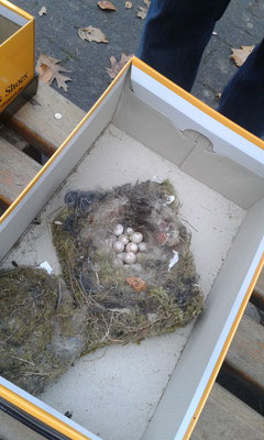 Dieses Nest wurde leider nicht fertig gebrütet.