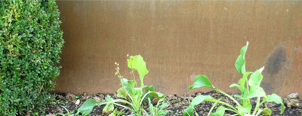 Digitalis und Buxus vor Stahl