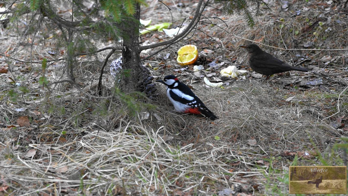 MenschundNatur, Amselweibchen, Specht