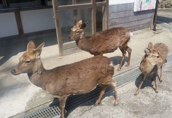 金華山の入口で鹿の家族に歓迎されました。訪れる人達に自然と寄ってきます（県連書記局）
