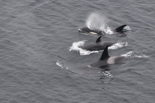 Orcas, Begleitung der ms Zuiderdam