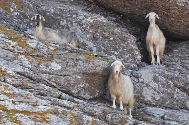 Griechische Inseln - überall Ziegen und Schafe