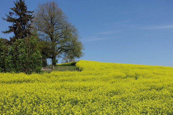 Frühling - April 2020