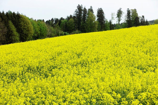 Frühling - April 2020