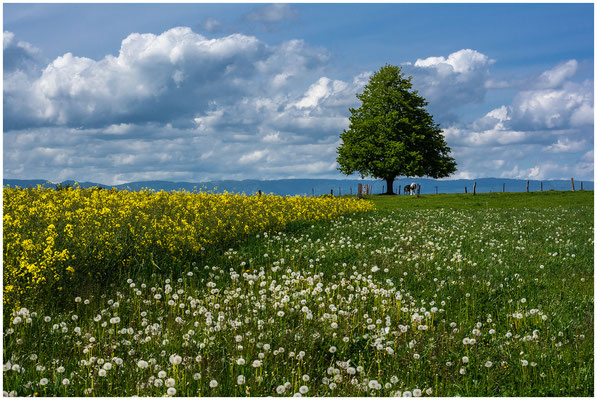 Rapsfeld im Berner-Seeland - 04. Mai 2020 - BILDERLINK.CH