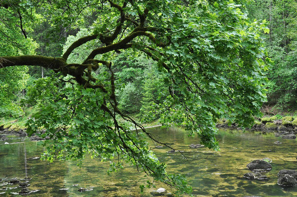 Gorge de l'Areuse, de Noiraigue à Boudry