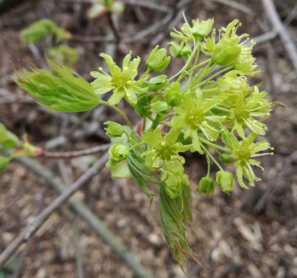 Spitzahornblüten