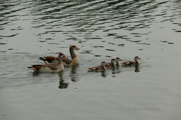 Nilgans Familie