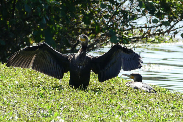 Kormoran