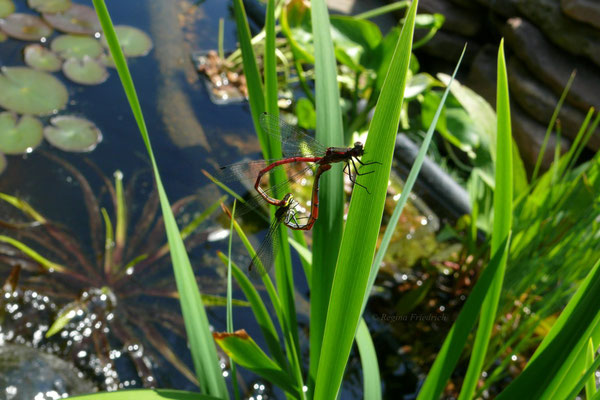 Adonislibelle Paarung