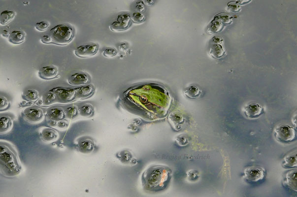 Teichfrosch