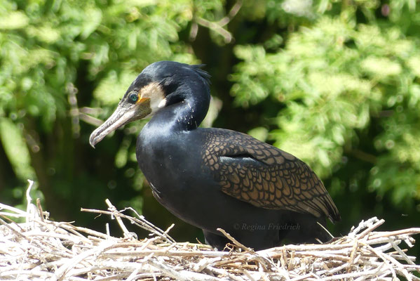 Kormoran im Zoo