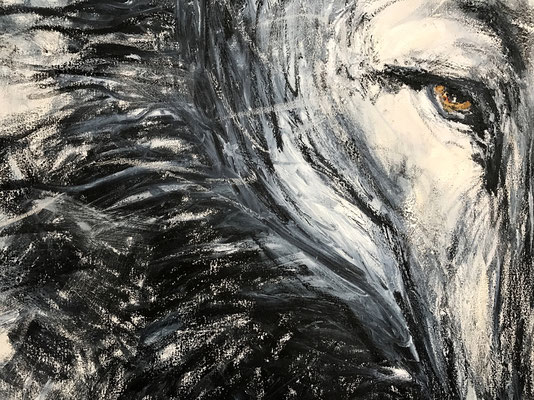 Wolf - Gesicht • detail