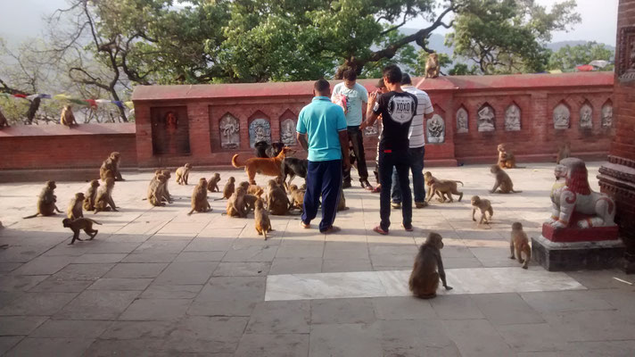 Swoyambhunath, Affen und Hunde einträchtig beim Betteln