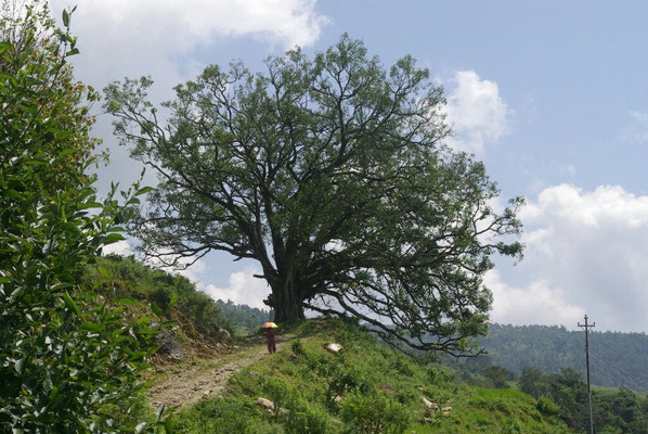 Ein schöner Boddhi Tree