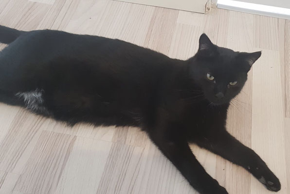 Piet - ein stolzer Kater, der so groß geworden ist. 