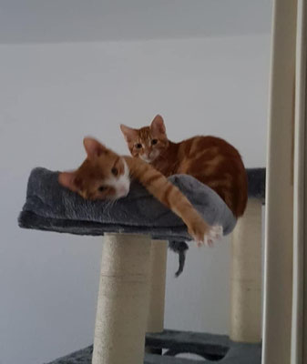 Tommy & Jerry freuen sich, dass sie zusammen vermittelt werden konnten.