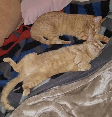 Niki und Loki (ehemals Danilo und Dante) beim Mittagschlaf