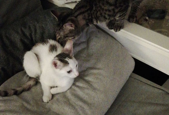 Lola lernt ihren neuen Mitbewohner kennen 