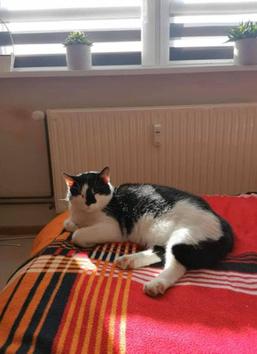 Major fühlt sich pudelwohl bei seiner neuen Familie.