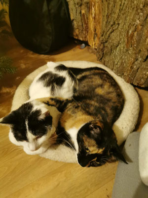 Marie liebt das gemeinsame Kuscheln mit Kumpel Theo.