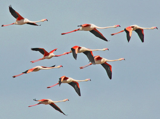 Flamants roses