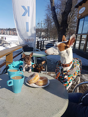 #тойфокстерьер #амертой #террабалтика #toyfoxterrier #terrabaltika #puppies #kennel