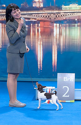 #тойфокстерьер #амертой #террабалтика #toyfoxterrier #terrabaltika #puppies #kennel