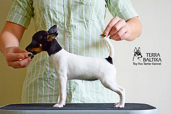 #тойфокстерьер #амертой #террабалтика #toyfoxterrier #terrabaltika #puppies #kennel
