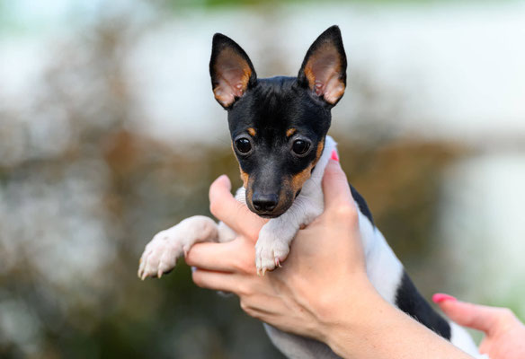 #тойфокстерьер #амертой #террабалтика #toyfoxterrier #terrabaltika #puppies #kennel