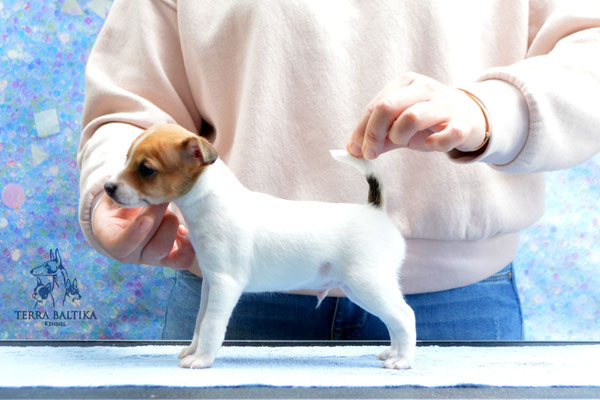 Той-фокстерьер, той-фокс, американский той-фокстерьер, Toy Fox Terrier, Terra Baltika, Терра Балтика, питомник той-фокстерьеров, щенки той-фокстерьера