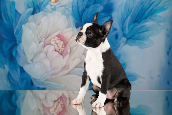 бостон терьер, бостонский терьер, boston terrier, бостон, щенки бостона, питомник бостонов