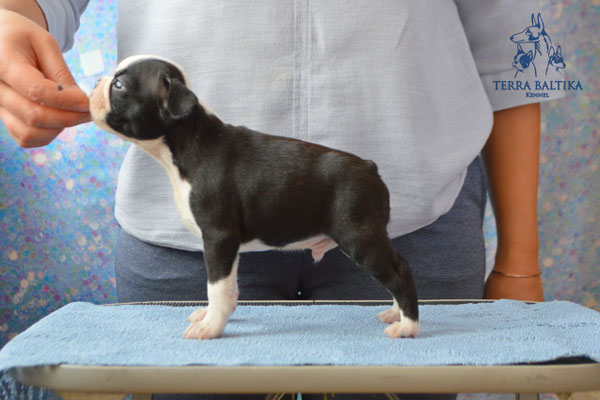 бостон терьер, бостонский терьер, boston terrier, бостон, щенки бостона, питомник бостонов