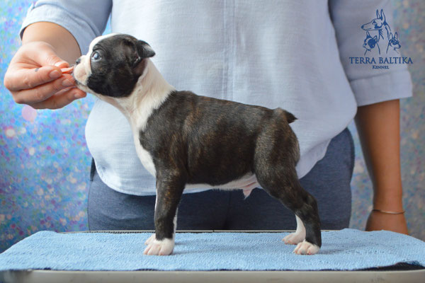 бостон терьер, бостонский терьер, boston terrier, бостон, щенки бостона, питомник бостонов